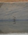Spotted Sandpiper